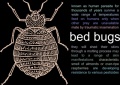 Bedbugs01.jpg